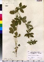 Potentilla norvegica image