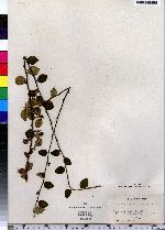 Image of Cotoneaster dielsianus