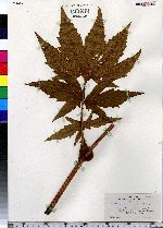 Filipendula rubra image