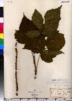 Rubus bigelovianus image