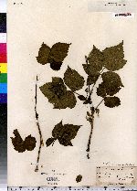 Rubus bigelovianus image