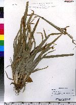 Carex abscondita image