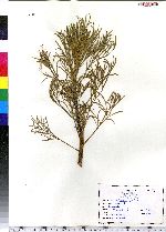 Artemisia campestris ssp. caudata image