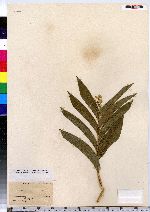 Maianthemum stellata image