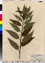 Salix cordata image