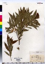 Salix cordata image