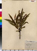 Salix cordata image