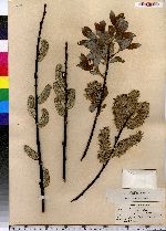 Salix discolor image