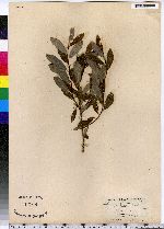 Salix myrtilloides image