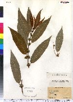 Salix eriocephala image