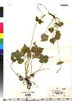 Mitella diphylla image