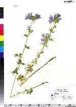 Malva moschata image