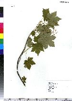 Ribes glandulosum image