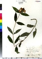 Chelone glabra image