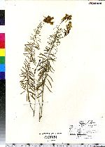 Linaria vulgaris image