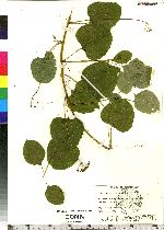 Smilax herbacea image