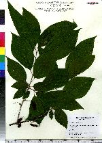 Halesia tetraptera image