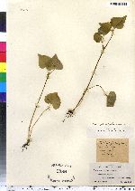 Viola scabriuscula image
