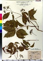 Parthenocissus quinquefolia image