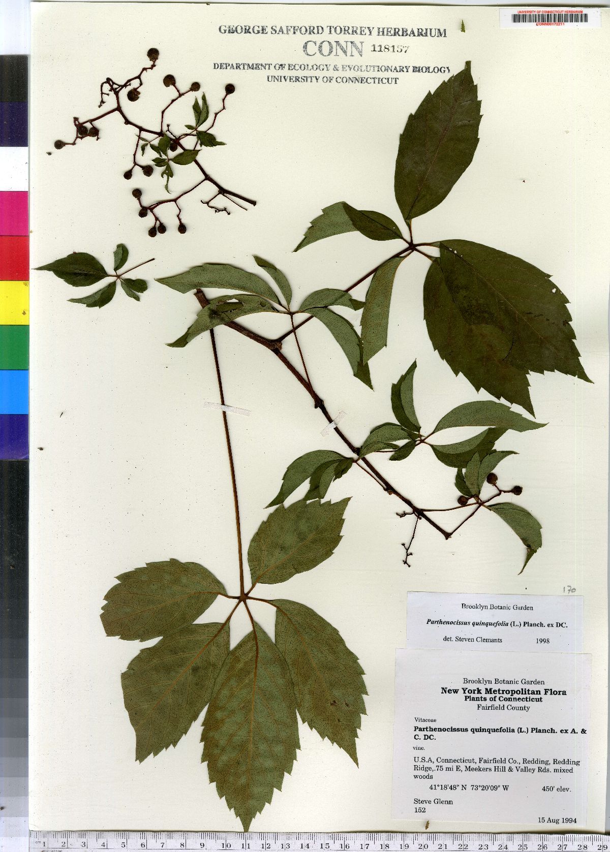 Parthenocissus quinquefolia image