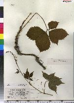 Parthenocissus quinquefolia image