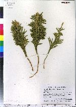 Lycopodium hickeyi image