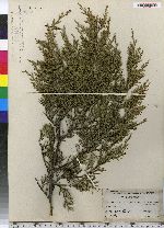 Juniperus virginiana image