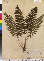 Polystichum acrostichoides image