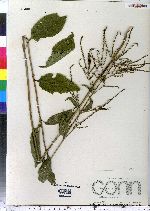 Verbena urticifolia image