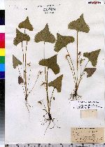 Viola brittoniana var. pectinata image