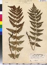 Dryopteris cristata image