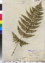 Dryopteris carthusiana image