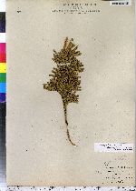 Lycopodium obscurum image