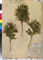 Dendrolycopodium obscurum image