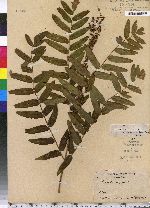 Osmunda regalis image