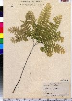 Adiantum pedatum image