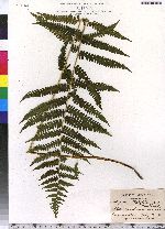 Athyrium thelypteroides image