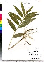 Maianthemum stellata image