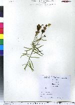 Linaria vulgaris image