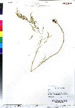 Poa palustris image