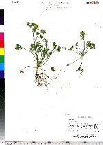 Corydalis flavula image