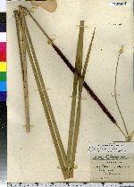 Typha glauca image