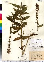 Stachys palustris image