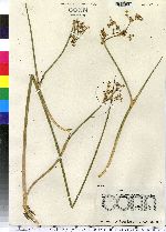 Juncus militaris image