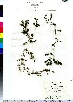 Ceratophyllum demersum image