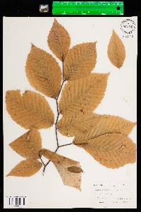 Fagus grandifolia image