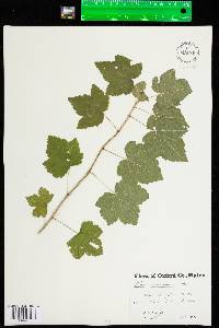 Ribes americanum image