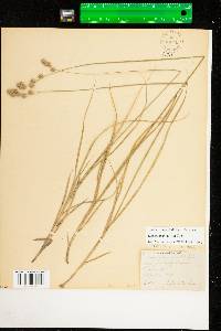 Carex argyrantha image