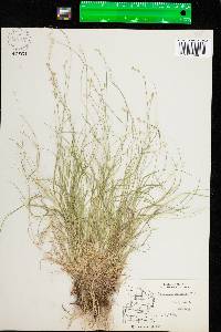 Carex brunnescens image