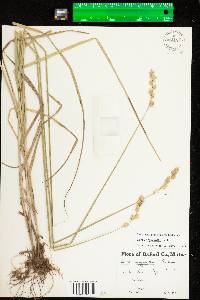 Carex argyrantha image